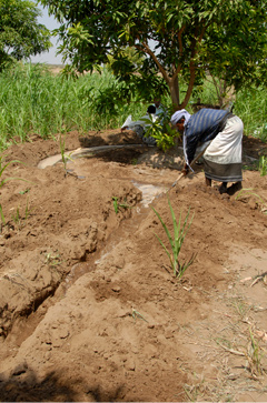 Irrigation Improvement, and Groundwater Conservation For Mango Farms in Yemen